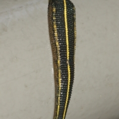 Hirudinidae sp. (family) (A Striped Leech) at Acton, ACT - 29 Jan 2021 by Tim L