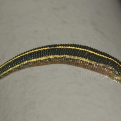 Hirudinidae sp. (family) at Acton, ACT - 29 Jan 2021