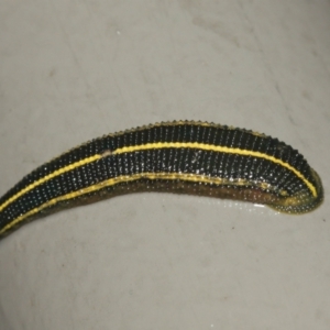 Hirudinidae sp. (family) at Acton, ACT - 29 Jan 2021