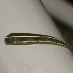 Hirudinidae sp. (family) at Acton, ACT - 29 Jan 2021