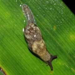 Cystopelta sp. (genus) (Unidentified Cystopelta Slug) at Acton, ACT - 29 Jan 2021 by Tim L