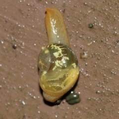 Mysticarion porrectus (Golden Semi-slug) at Acton, ACT - 29 Jan 2021 by TimL