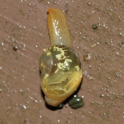 Mysticarion porrectus (Golden Semi-slug) at Acton, ACT - 29 Jan 2021 by TimL