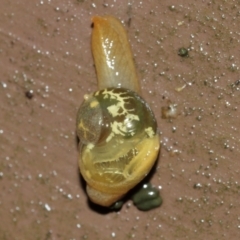 Mysticarion porrectus (Golden Semi-slug) at Acton, ACT - 29 Jan 2021 by Tim L