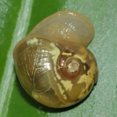 Mysticarion porrectus (Golden Semi-slug) at Acton, ACT - 1 Feb 2021 by Tim L