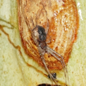 Tamopsis sp. (genus) at Downer, ACT - 29 Jan 2021