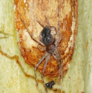 Tamopsis sp. (genus) at Downer, ACT - 29 Jan 2021