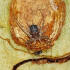 Tamopsis sp. (genus) at Downer, ACT - suppressed