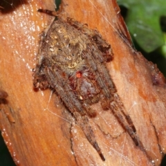 Araneidae (family) (Orb weaver) at Acton, ACT - 29 Jan 2021 by TimL