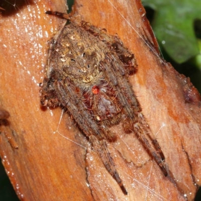 Araneidae (family) (Orb weaver) at ANBG - 29 Jan 2021 by TimL