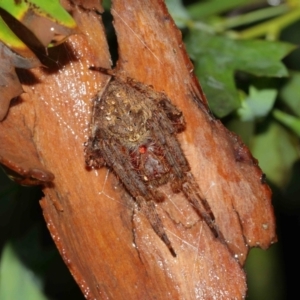 Araneidae (family) at Acton, ACT - 29 Jan 2021