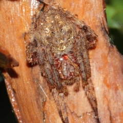 Araneidae (family) at Acton, ACT - 29 Jan 2021