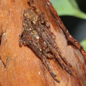 Araneidae (family) at Acton, ACT - 29 Jan 2021