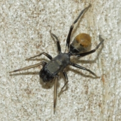 Myrmarachne luctuosa (Polyrachis Ant Mimic Spider) at Downer, ACT - 1 Feb 2021 by TimL