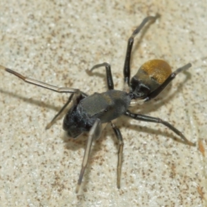 Myrmarachne luctuosa at Downer, ACT - 1 Feb 2021