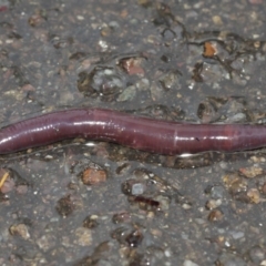 Oligochaeta (class) (Unidentified earthworm) at Acton, ACT - 29 Jan 2021 by Tim L