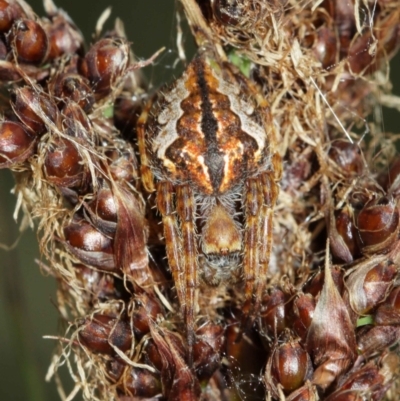 Araneinae (subfamily) (Orb weaver) at Downer, ACT - 7 Jan 2021 by TimL