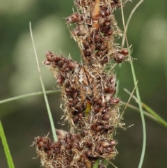 Araneinae (subfamily) at Downer, ACT - suppressed