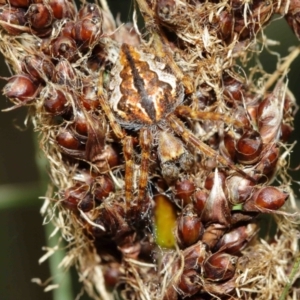 Araneinae (subfamily) at Downer, ACT - 7 Jan 2021