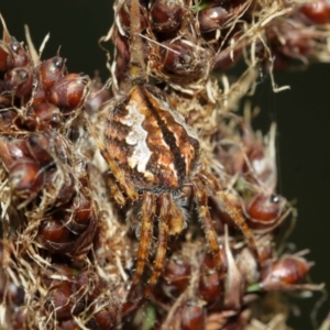 Araneinae (subfamily) at Downer, ACT - 7 Jan 2021