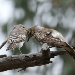 Lalage tricolor (White-winged Triller) at Mount Ainslie - 25 Jan 2021 by jb2602