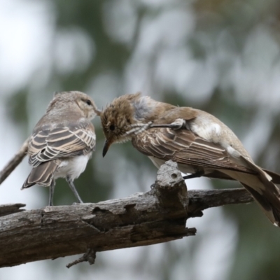 Lalage tricolor (White-winged Triller) at Mount Ainslie - 25 Jan 2021 by jb2602