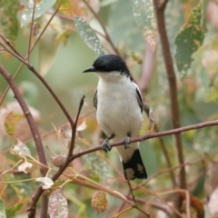 Lalage tricolor (White-winged Triller) at Majura, ACT - 26 Jan 2021 by jb2602