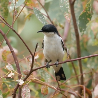 Lalage tricolor (White-winged Triller) at Mount Ainslie - 25 Jan 2021 by jbromilow50