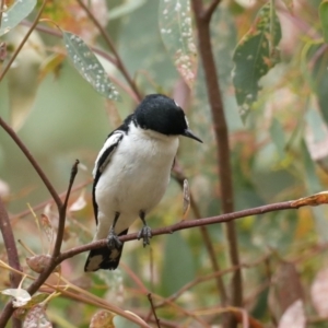 Lalage tricolor at Majura, ACT - 26 Jan 2021 09:58 AM