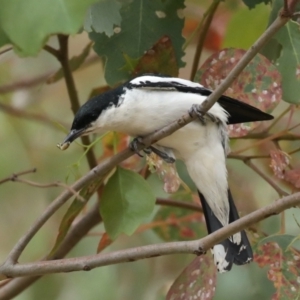 Lalage tricolor at Majura, ACT - 26 Jan 2021 09:58 AM