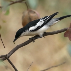 Lalage tricolor at Majura, ACT - 26 Jan 2021 09:58 AM