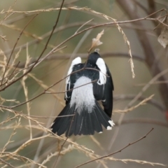 Lalage tricolor at Majura, ACT - 26 Jan 2021 09:58 AM