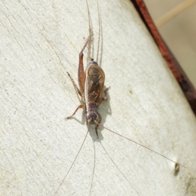 Eurepa marginipennis (Mottled bush cricket) at Downer, ACT - 30 Jan 2021 by TimL