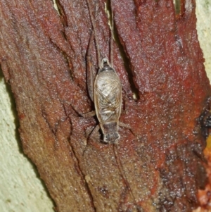 Eurepa marginipennis at Downer, ACT - 30 Jan 2021