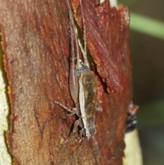 Eurepa marginipennis at Downer, ACT - 30 Jan 2021