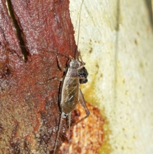 Eurepa marginipennis at Downer, ACT - 30 Jan 2021 10:57 AM