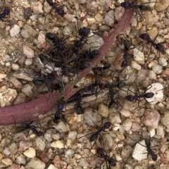 Iridomyrmex purpureus (Meat Ant) at Namadgi National Park - 3 Feb 2021 by KMcCue