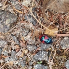 Choerocoris paganus (Ground shield bug) at Tuggeranong Hill - 4 Feb 2021 by Nona