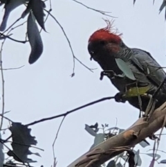 Callocephalon fimbriatum (Gang-gang Cockatoo) at Conder, ACT - 5 Feb 2021 by Nona