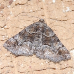 Gastrina cristaria (Wave-lined Geometrid) at Conder, ACT - 22 Dec 2020 by MichaelBedingfield