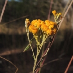 Chrysocephalum semipapposum (Clustered Everlasting) at Bungendore, NSW - 5 Jan 2021 by michaelb