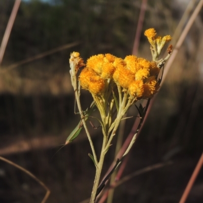 Chrysocephalum semipapposum (Clustered Everlasting) at Bungendore, NSW - 5 Jan 2021 by michaelb