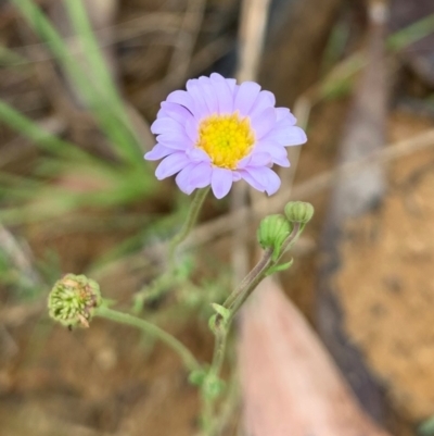 Brachyscome rigidula (Hairy Cut-leaf Daisy) at Holt, ACT - 4 Feb 2021 by Eland