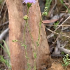 Brachyscome rigidula at Holt, ACT - 5 Feb 2021