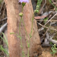 Brachyscome rigidula at Holt, ACT - 5 Feb 2021 10:38 AM