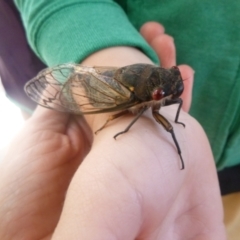 Psaltoda moerens (Redeye cicada) at Tathra Public School - 2 Feb 2021 by TathraPreschool