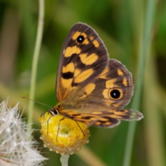 Heteronympha cordace (Bright-eyed Brown) at Paddys River, ACT - 1 Feb 2021 by DPRees125