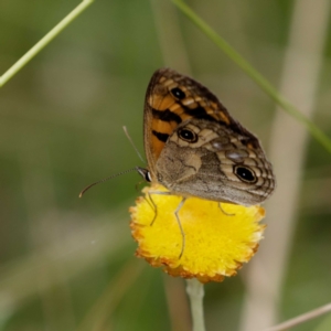 Heteronympha cordace at Paddys River, ACT - 1 Feb 2021