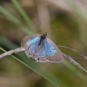 Jalmenus icilius at Coree, ACT - 2 Feb 2021 03:44 PM