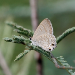 Jalmenus icilius at Coree, ACT - 2 Feb 2021 03:44 PM